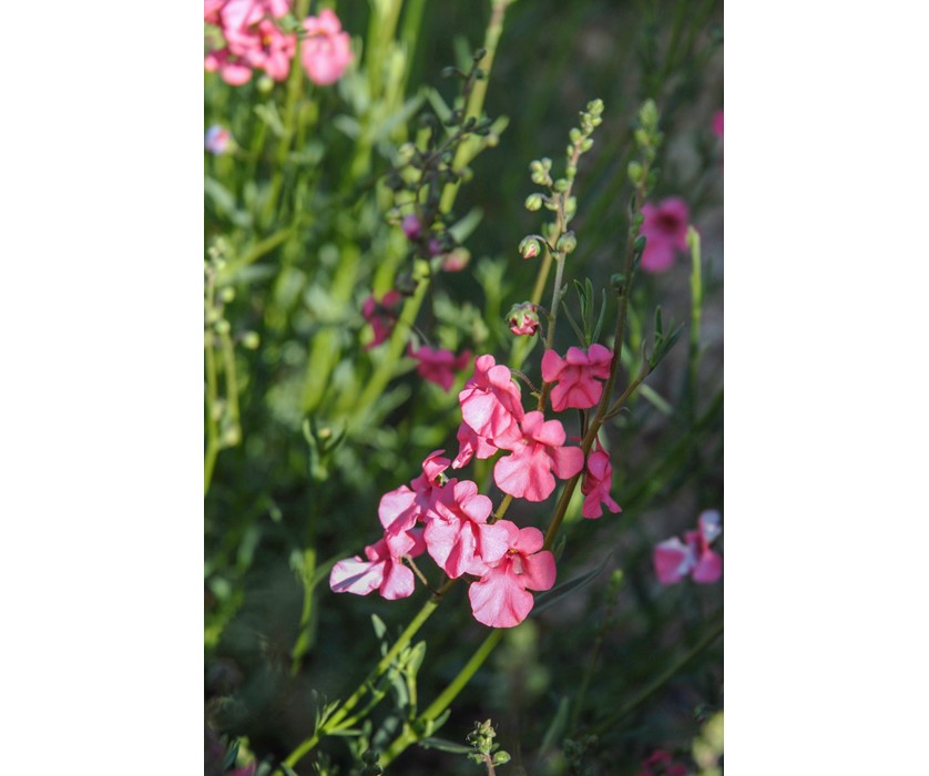 Coral Canyon Twinspur